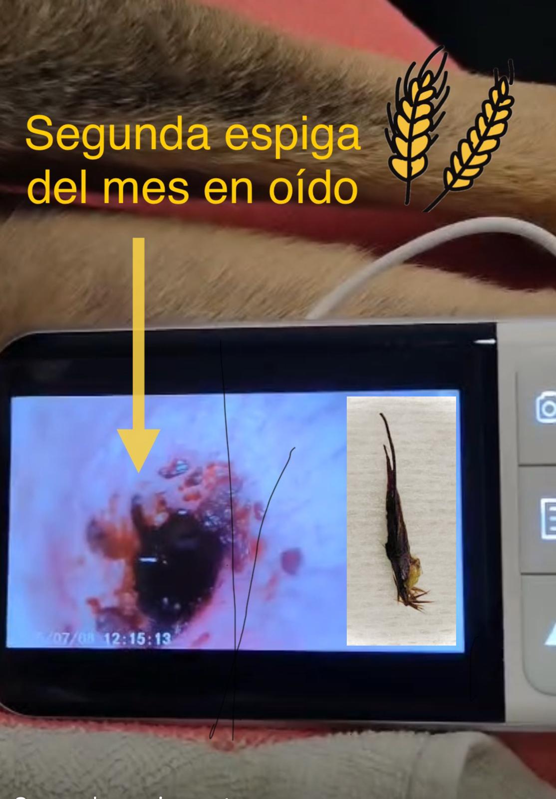 clinica veterinaria carabanchel