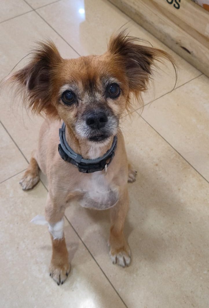 clinica veterinaria carabanchel