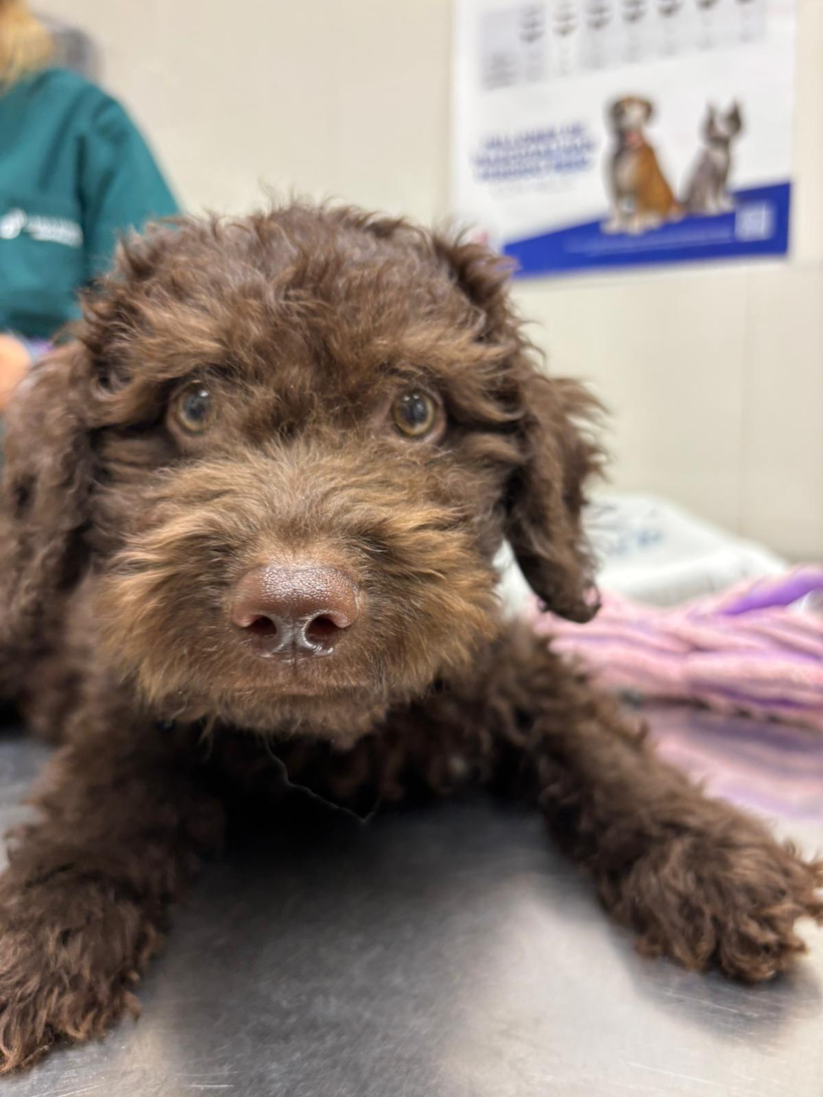 clinica veterinaria carabanchel