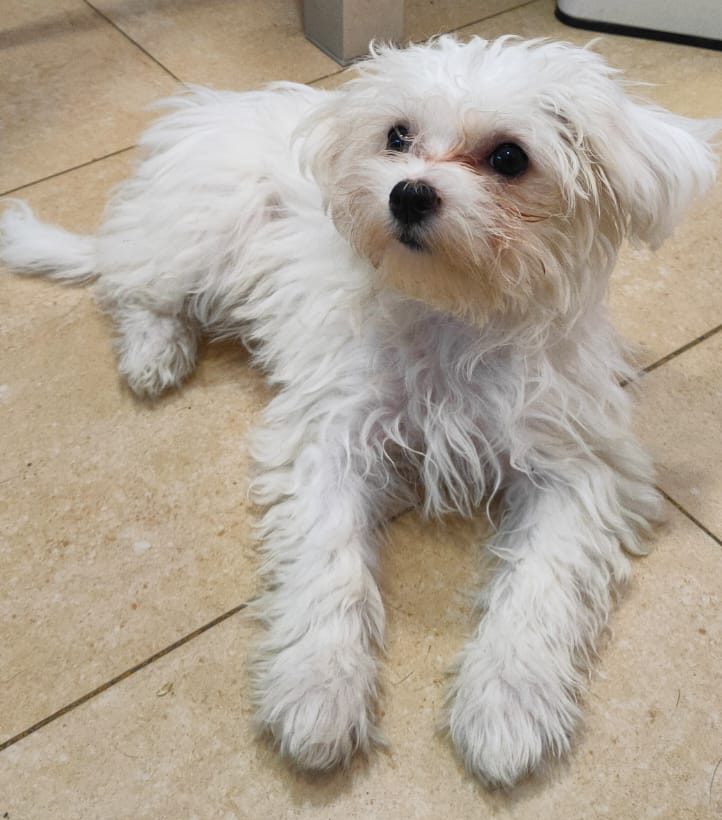 clinica veterinaria carabanchel