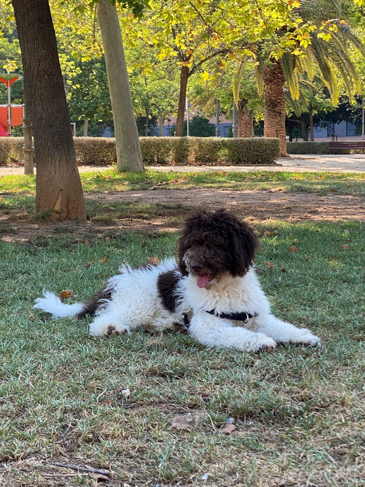 clinica veterinaria carabanchel